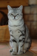 BRITISH SHORTHAIR 043